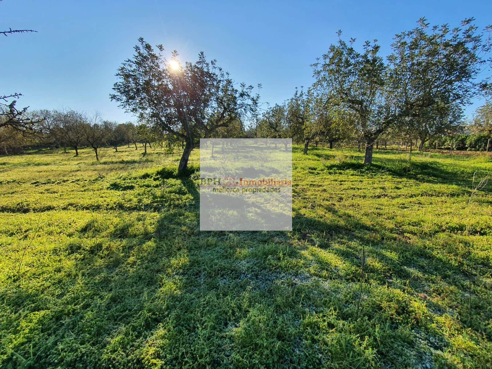 FINCA RÚSTICA CON PROYECTO DE OBRA NUEVA - Foto 3