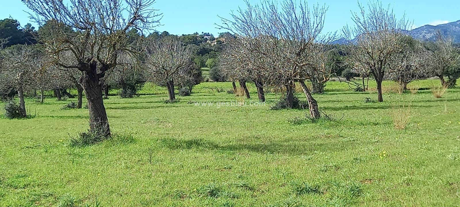 Terreno edificable - Foto 4