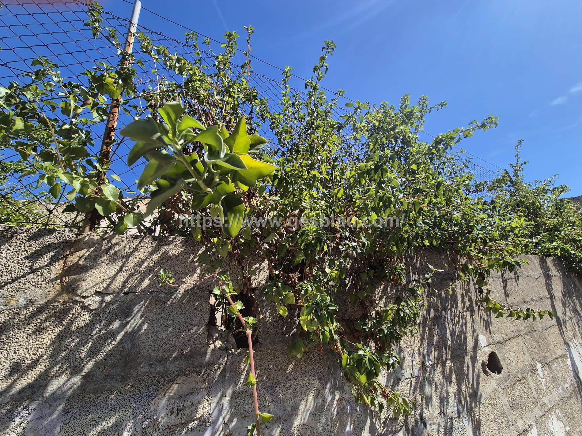 Solar edificable - Foto 1