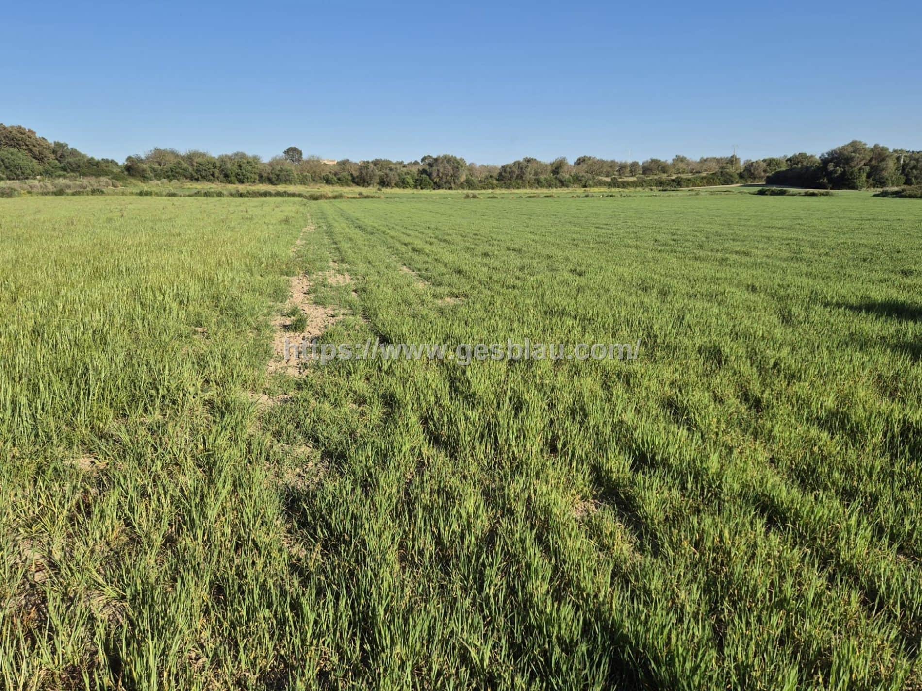 Terreno en venta en Muro - Foto 3