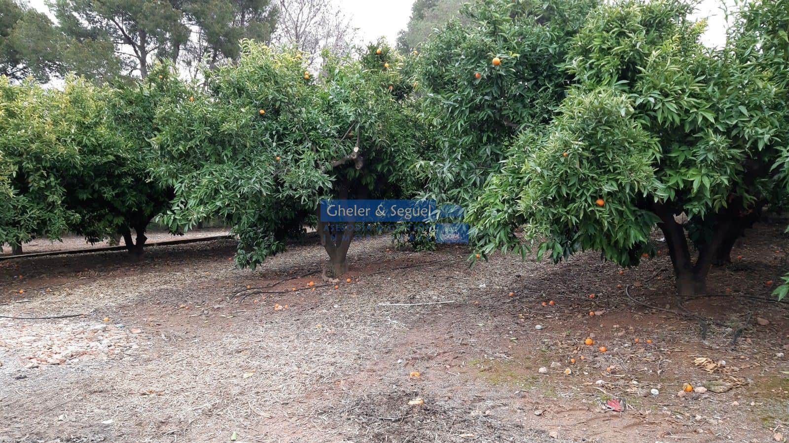 Parcela urbana  y parcela de naranjos - Foto 4