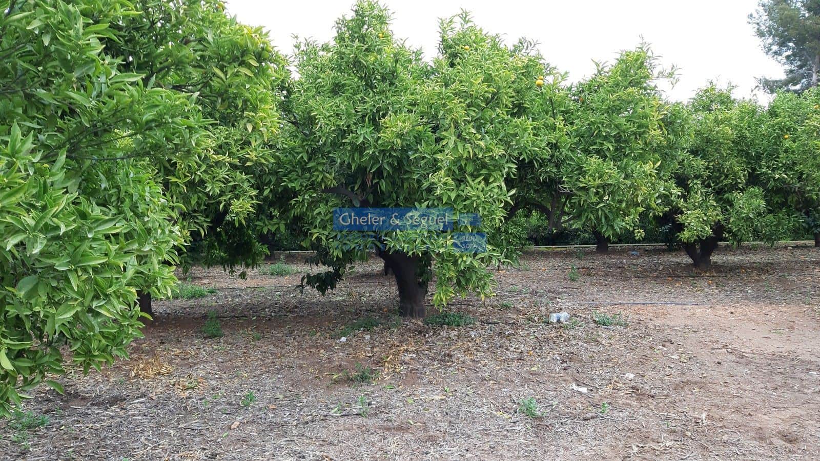 Parcela urbana  y parcela de naranjos - Foto 2