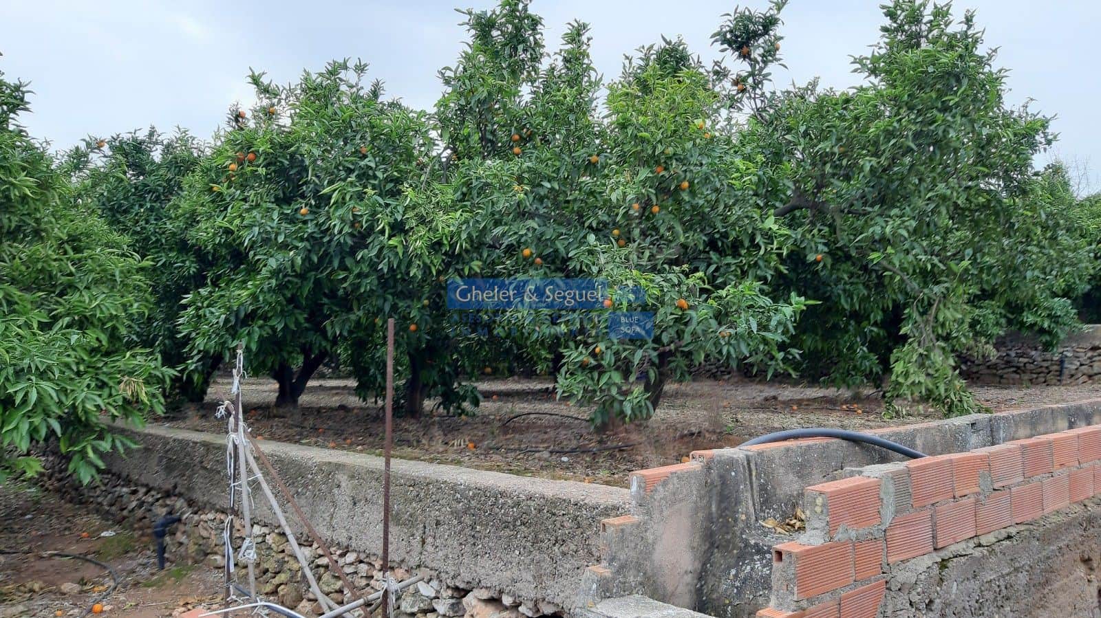 Parcela urbana  y parcela de naranjos - Foto 3