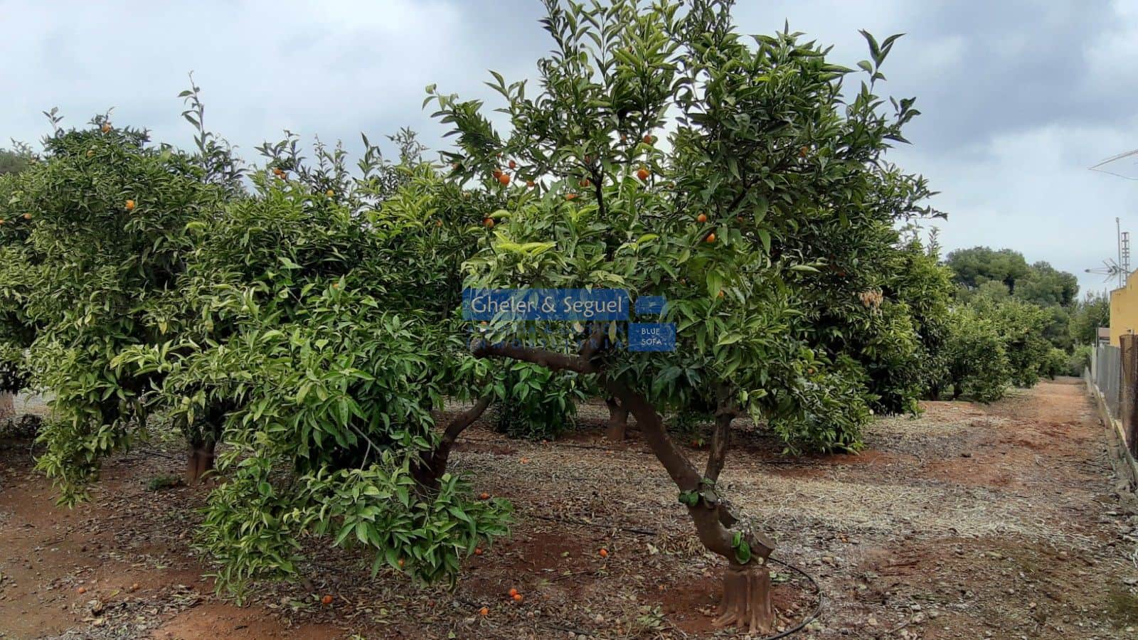 Parcela urbana  y parcela de naranjos - Foto 1