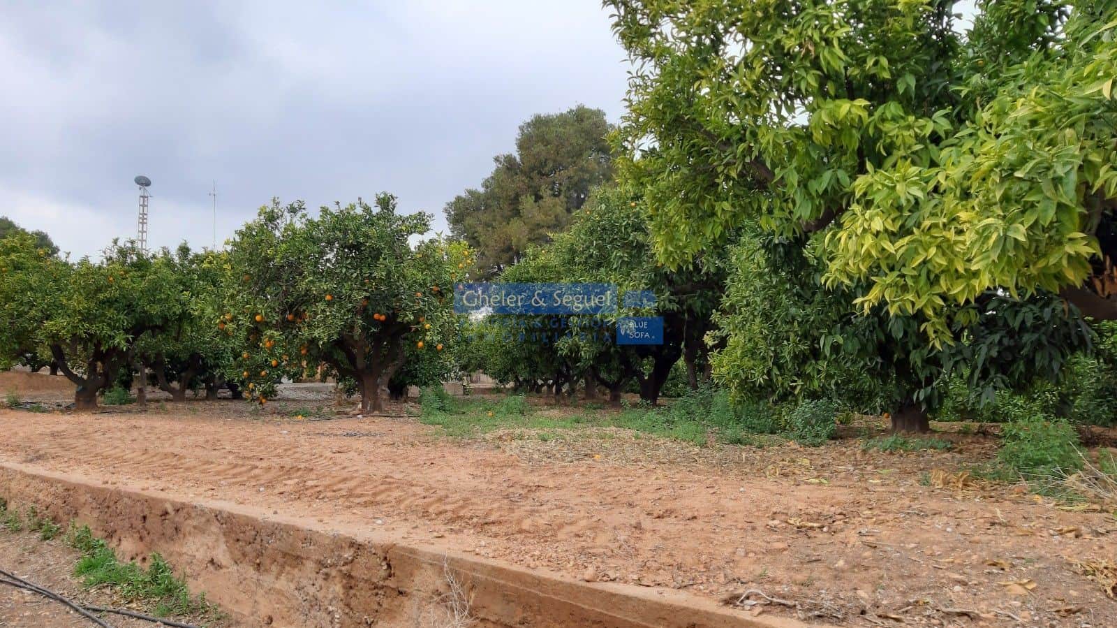 Parcela urbana  y parcela de naranjos - Foto 5