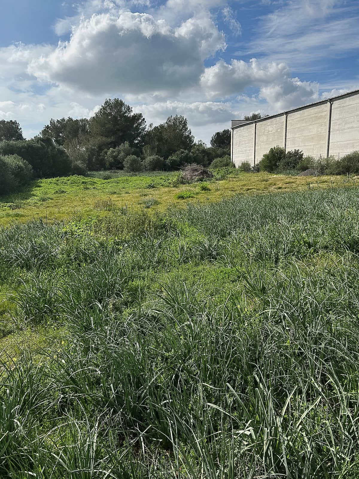 SOLAR EDIFICABLE CAN PICAFORT - Foto 2