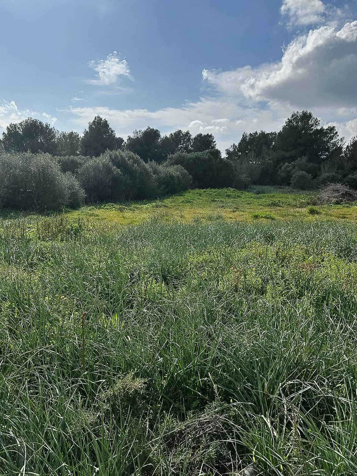 SOLAR EDIFICABLE CAN PICAFORT - Foto 3