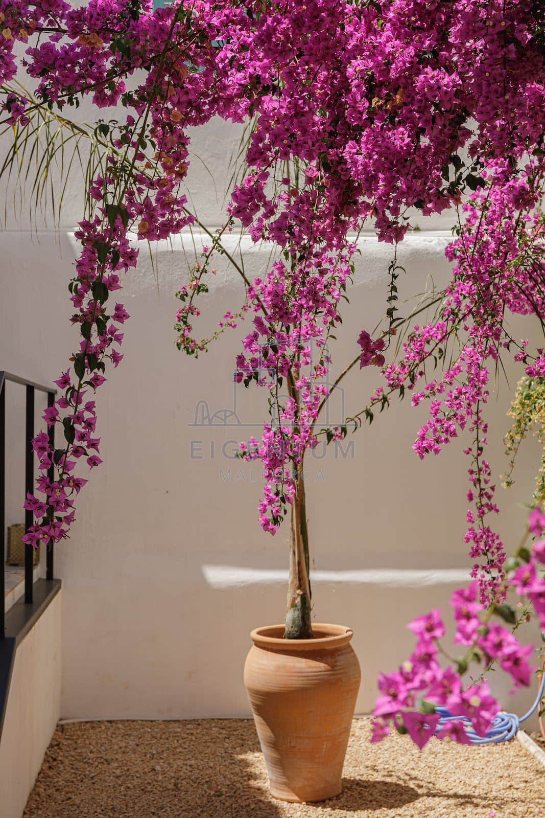 Vida mediterránea en Santa Catalina - Foto 5