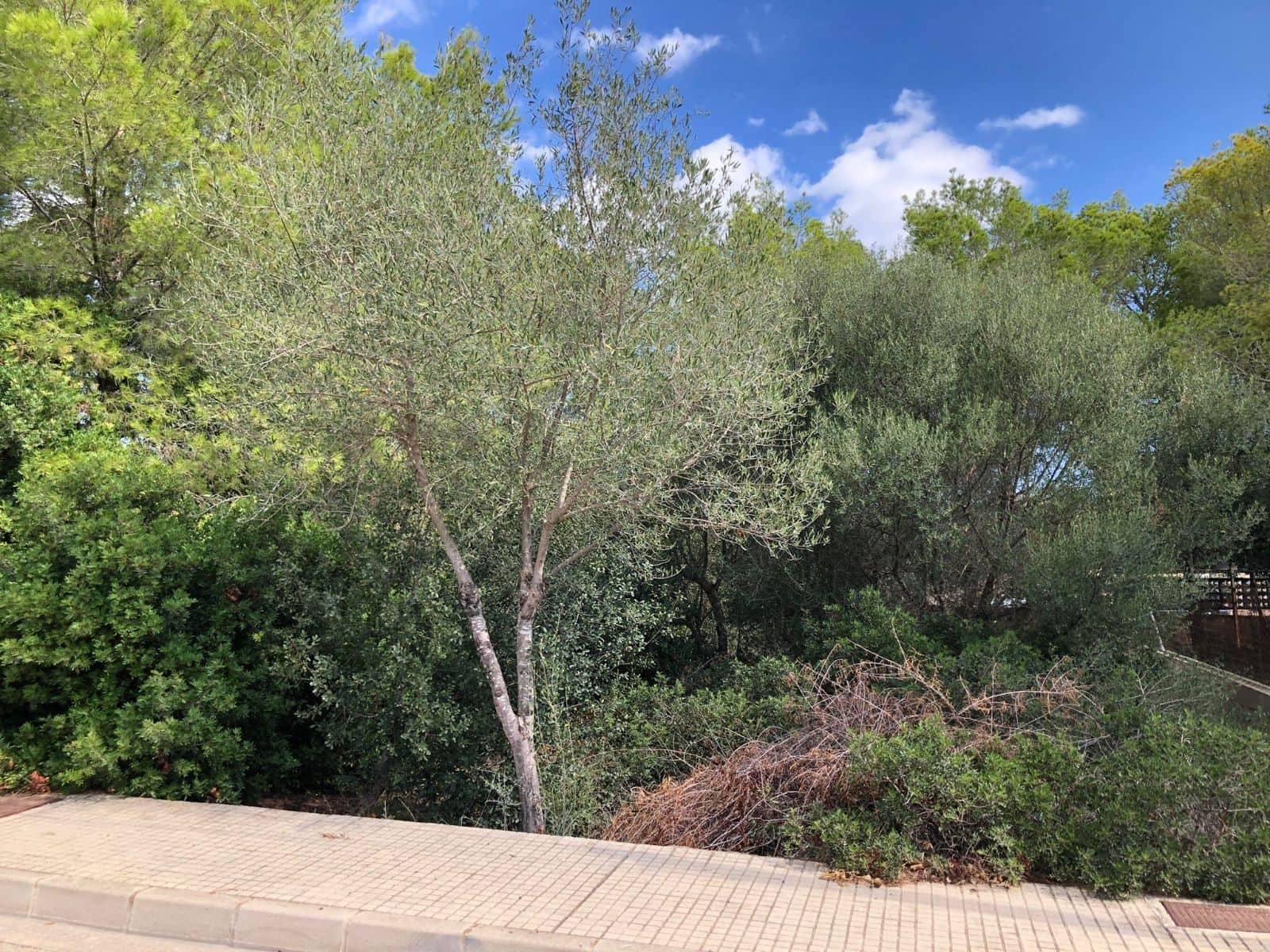 SOLAR EN AVDA. JOAN SERVERA CAMPS DE CALA MILLOR - Foto 1