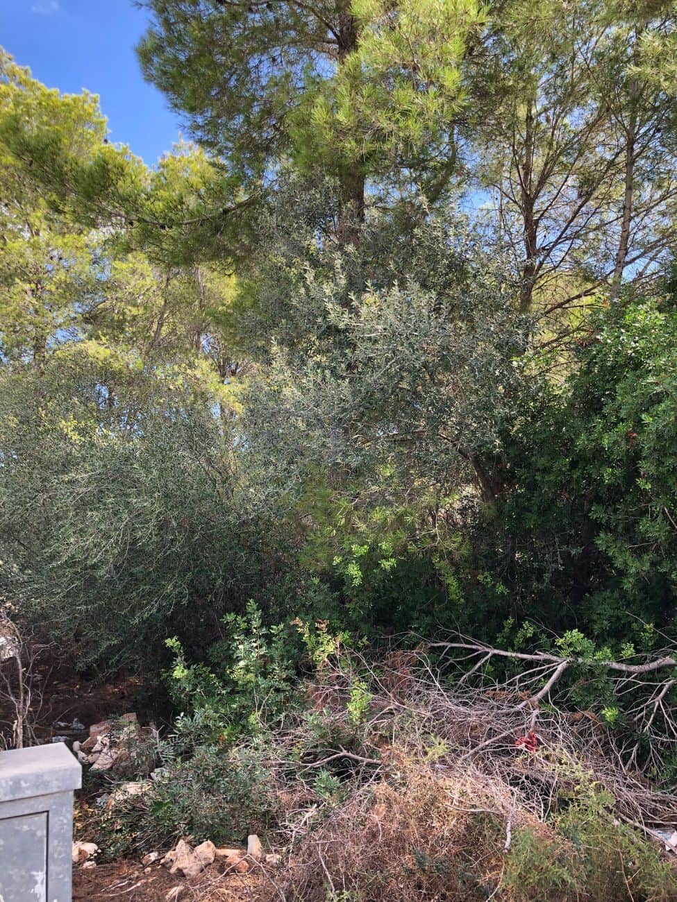 SOLAR EN AVDA. JOAN SERVERA CAMPS DE CALA MILLOR - Foto 3