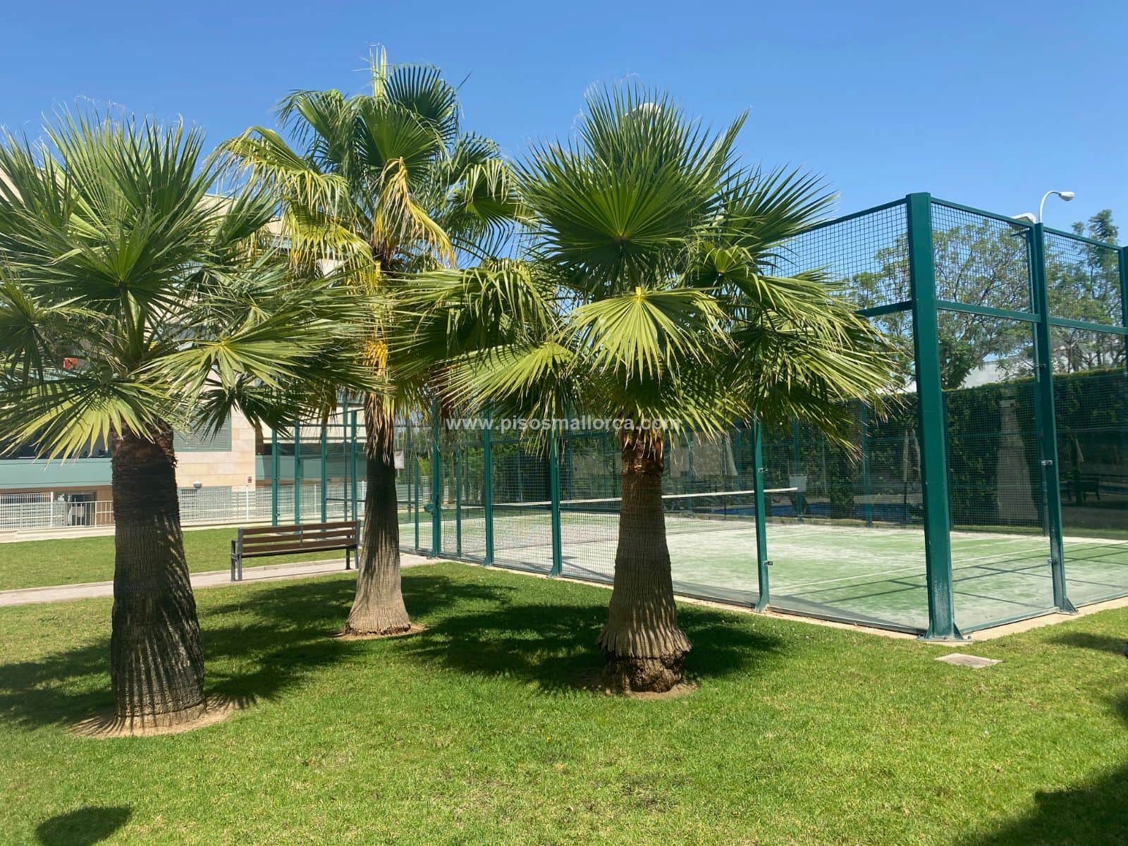 Planta Baja - Colegios, Palma De Mallorca - Foto 2