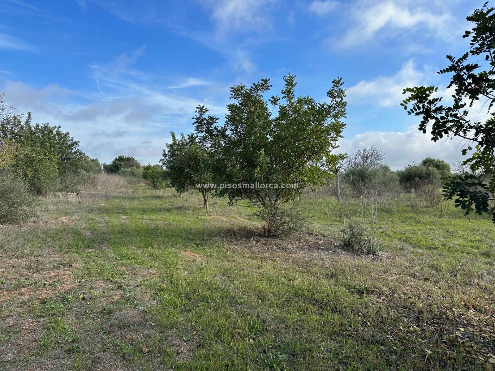 Terreno - Poligono Son Llaut, Santa Maria - Foto 3