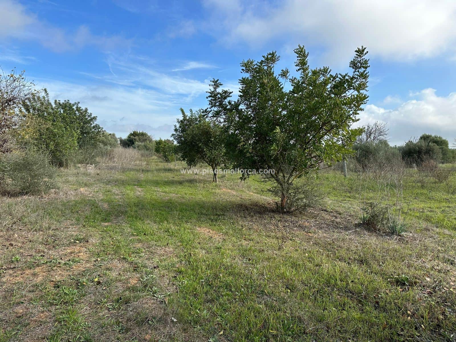 Terreno - Poligono Son Llaut, Santa Maria - Foto 5