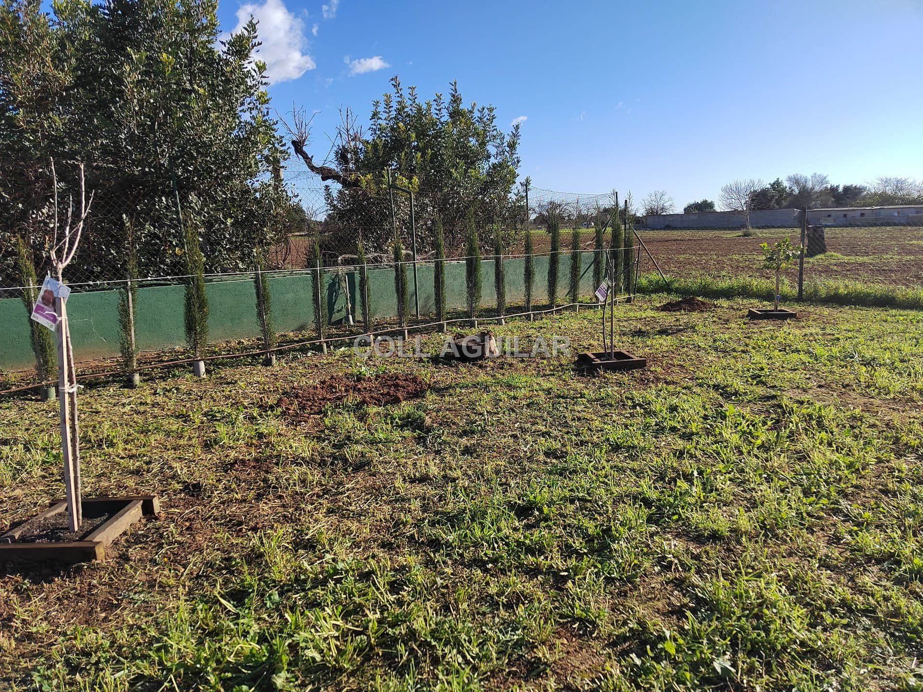 FINCA RUSTICA 3000 m2 EN INCA - Foto 3