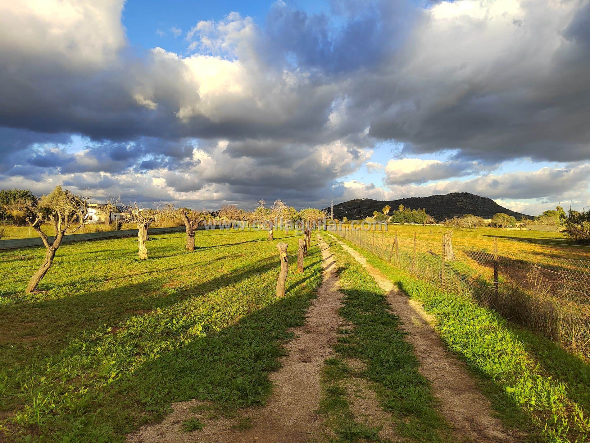 FINCA RUSTICA 3000 m2 EN INCA - Foto 1