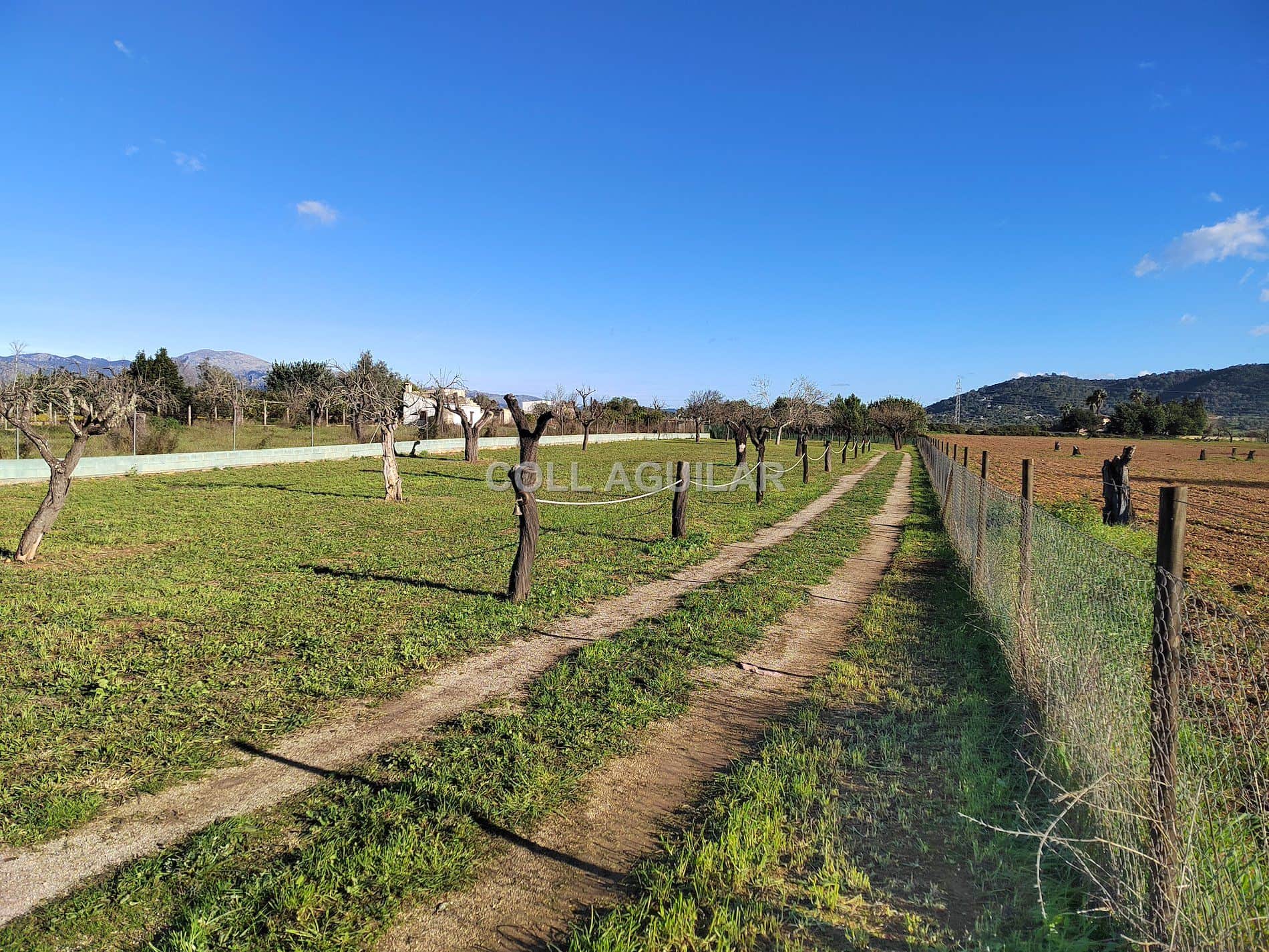 FINCA RUSTICA 3000 m2 EN INCA - Foto 4