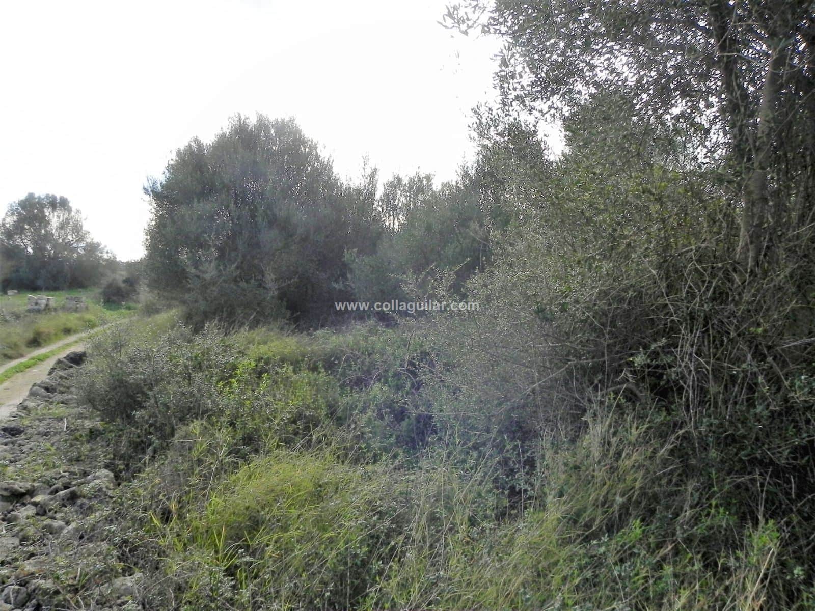 MURO FINCA RUSTICA DE 39.274 M2 - Foto 2