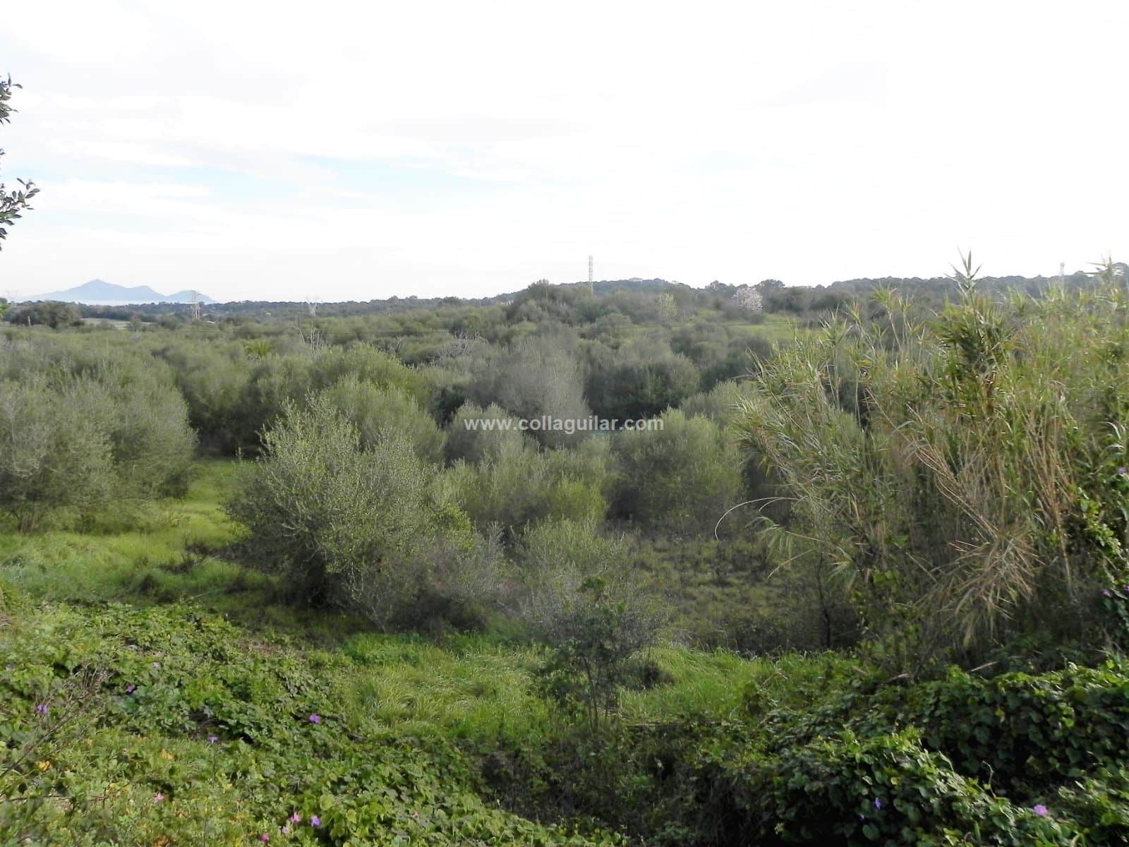 MURO FINCA RUSTICA DE 39.274 M2 - Foto 5