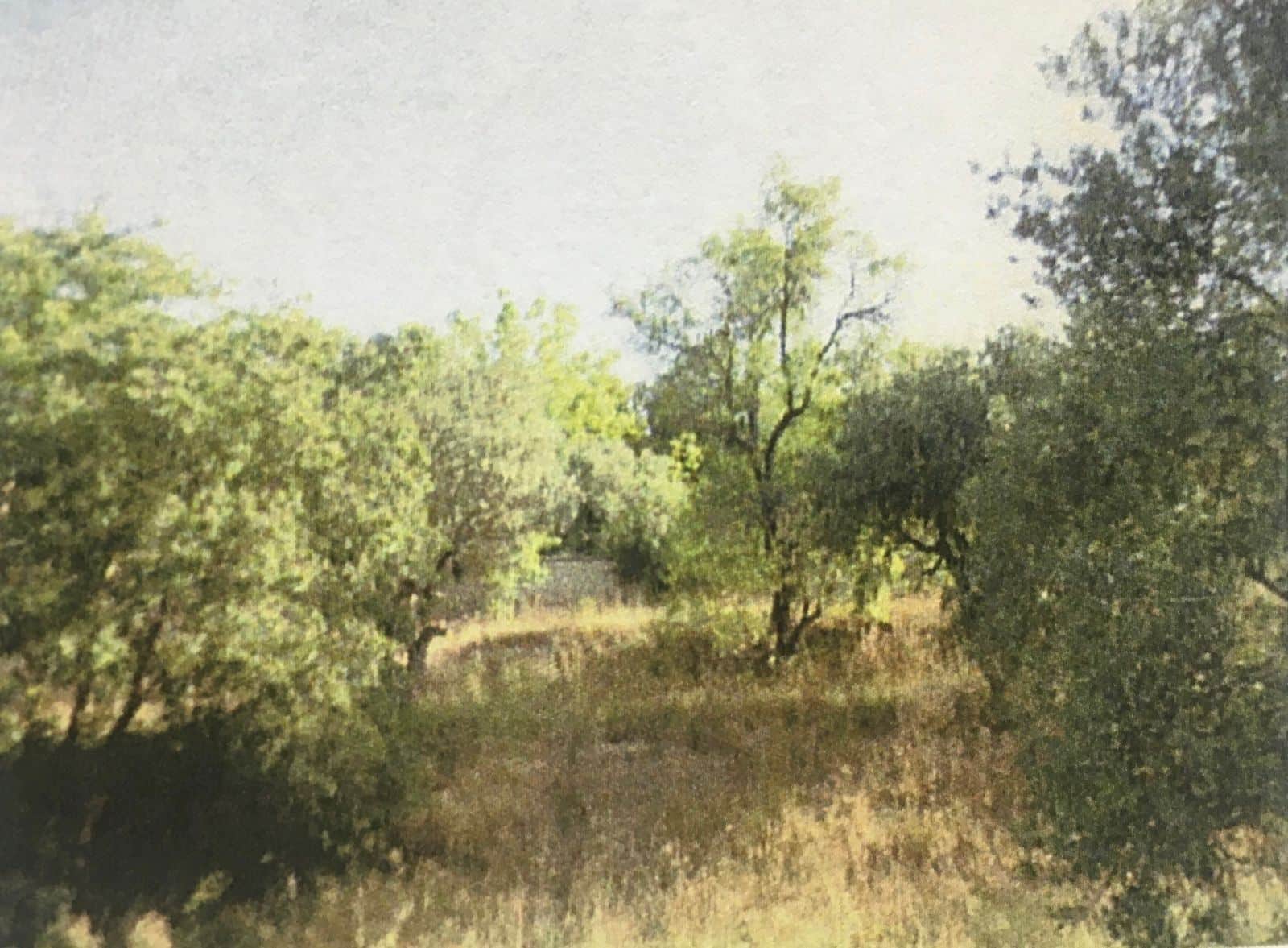 Terreno - Borja - Foto 2