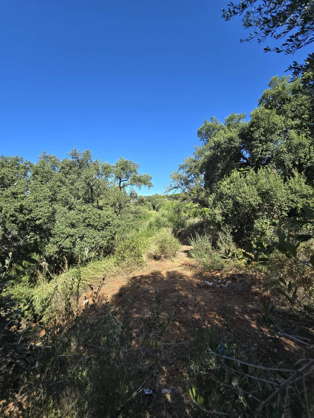 Terreno - Sotogrande Alto, San Roque - Foto 1