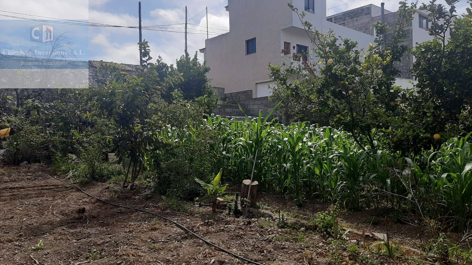 Terreno - Icod De Los Vinos - Foto 1