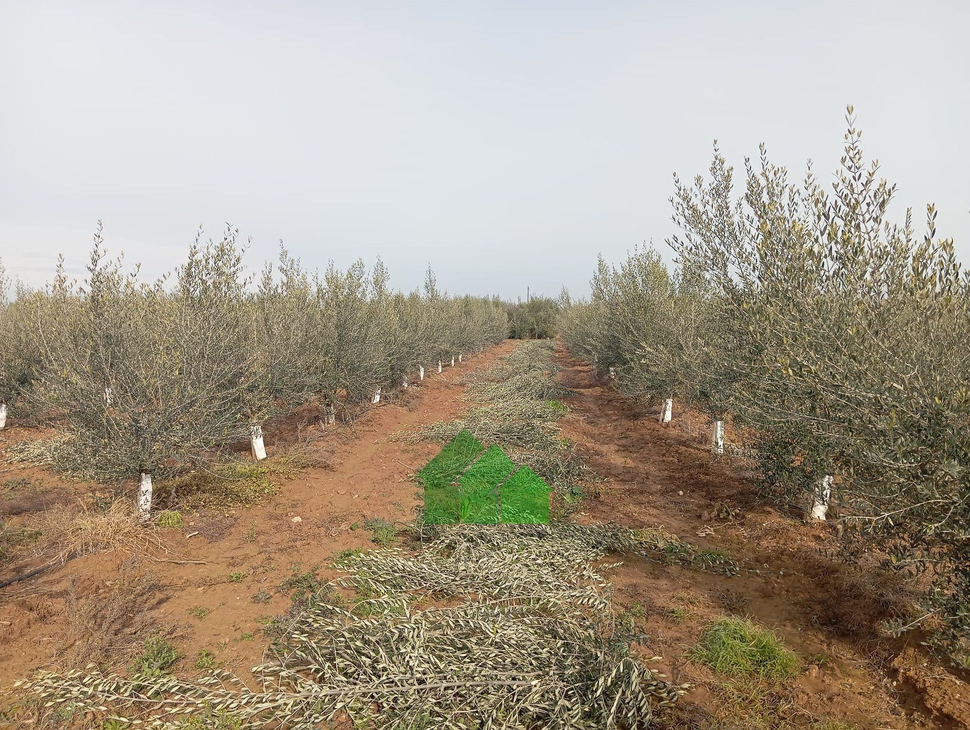 T-579: VENTA DE TIERRA DE VEGA PLANTA DE OLIVOS EN BARBAÑO (MONTIJO) - Foto 1