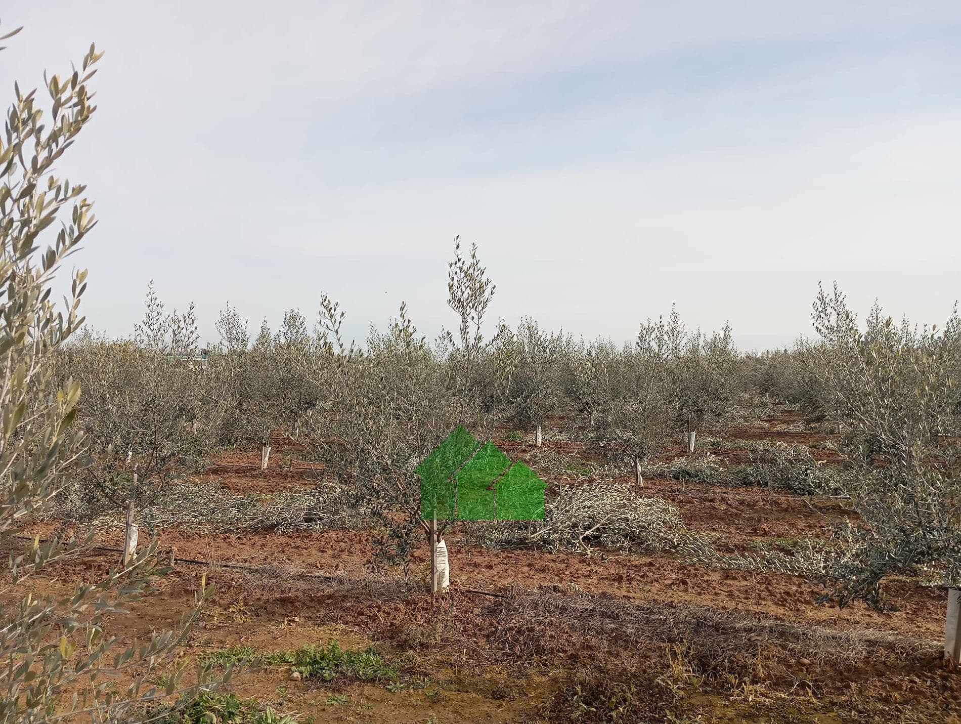 T-579: VENTA DE TIERRA DE VEGA PLANTA DE OLIVOS EN BARBAÑO (MONTIJO) - Foto 3
