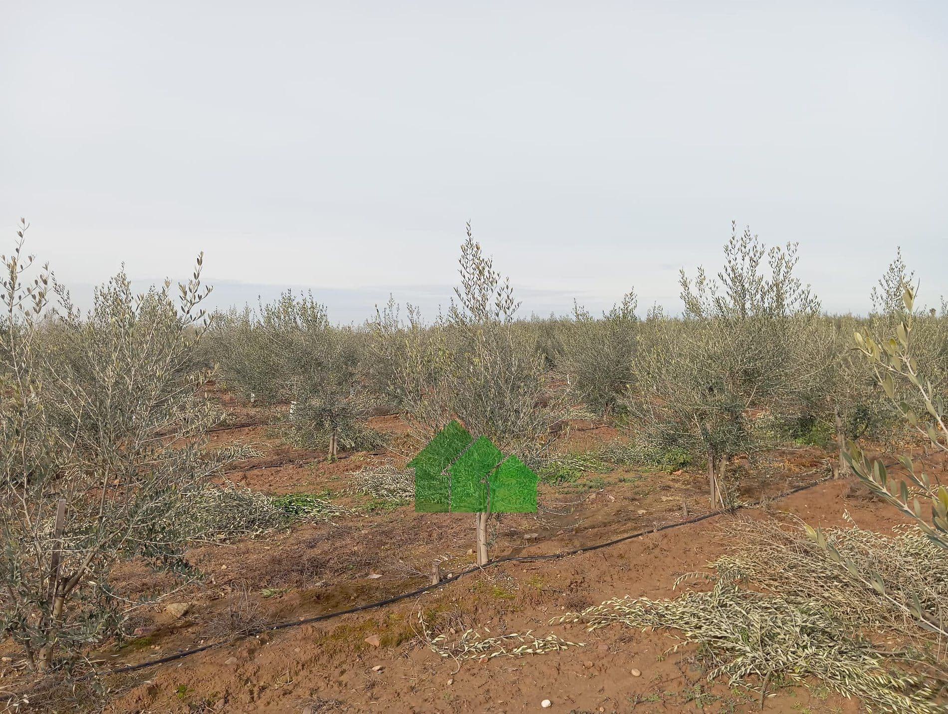 T-579: VENTA DE TIERRA DE VEGA PLANTA DE OLIVOS EN BARBAÑO (MONTIJO) - Foto 2