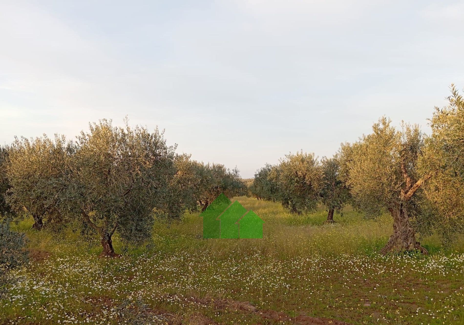 T-582 VENTA DE TIERRA DE SECANO PLANTADA DE OLIVOS. LOS ARENALES. MONTIJO - Foto 1