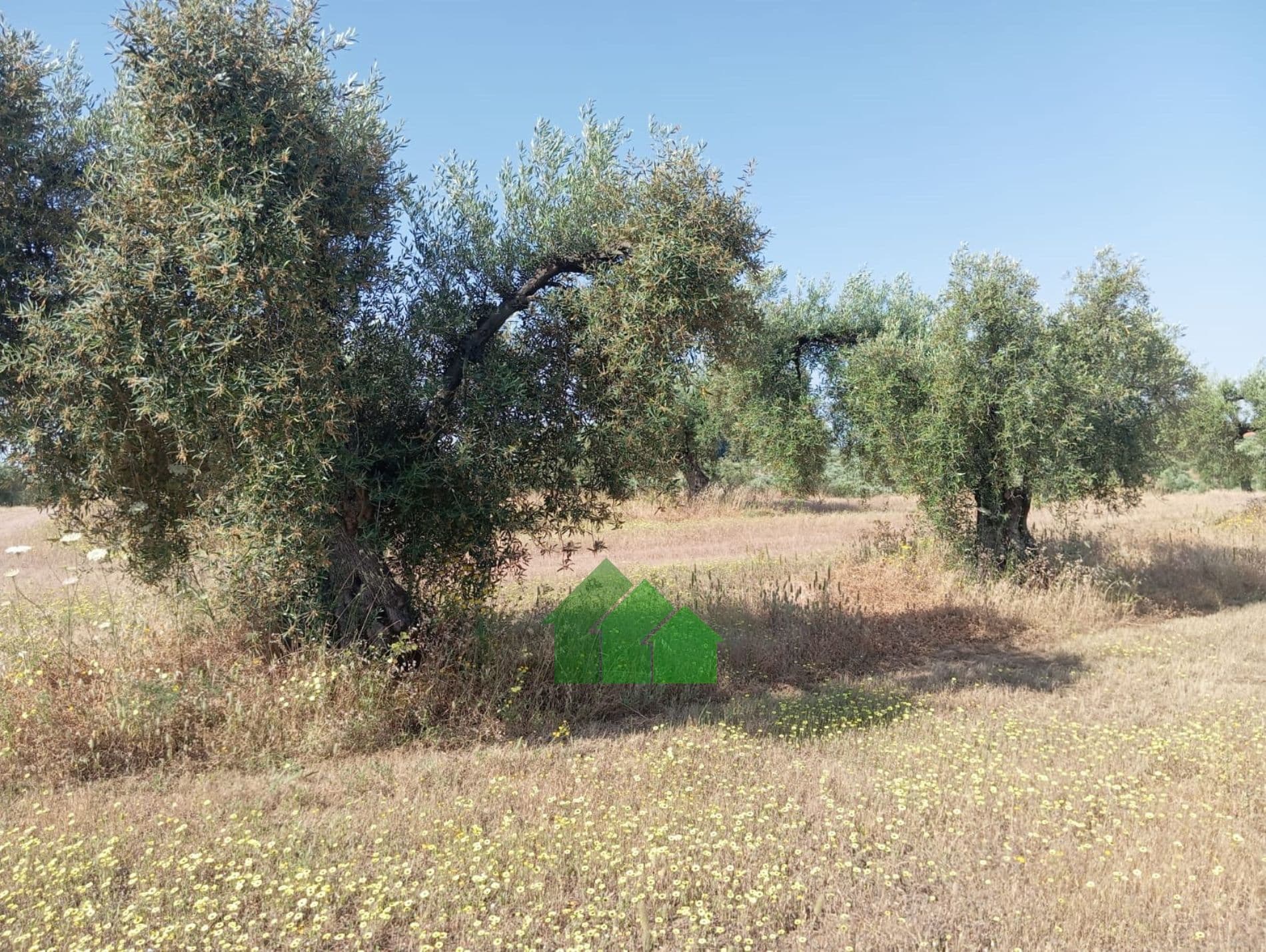 T-584: TERRENO DE SECANO PLANTADO DE OLIVOS. LOS ARENALES. MONTIJO - Foto 1