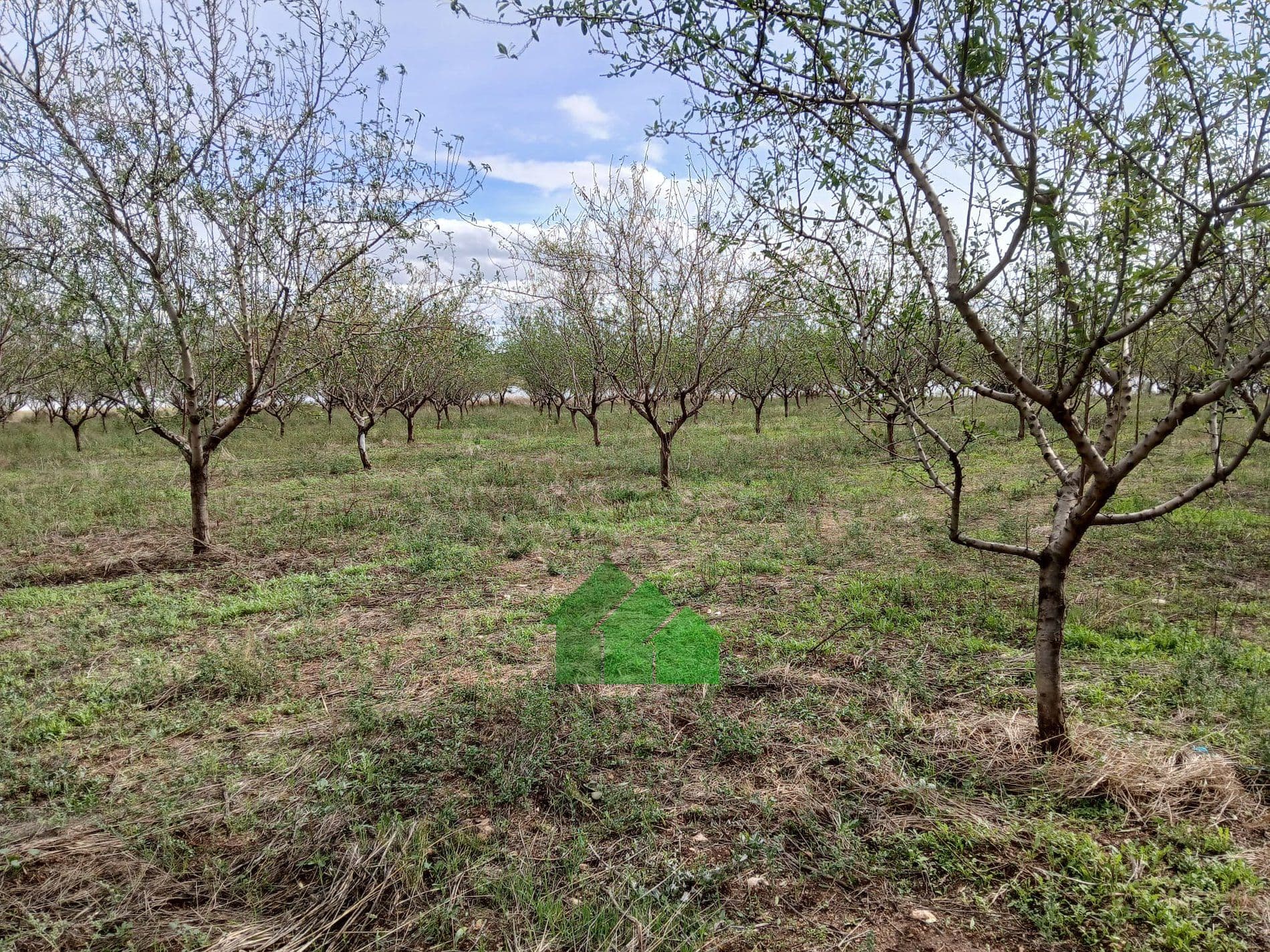 T-585: TIERRA DE SECANO PLANTA DE ALMENDROS CON CASA. LOS CANCHALES. MONTIJO - Foto 4