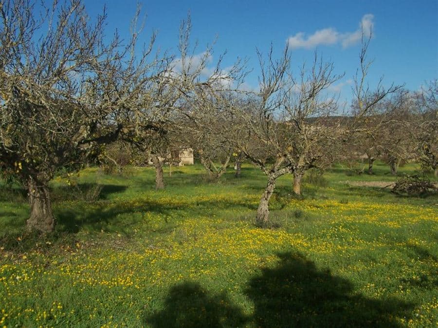 PARCELA RÚSTICA CON CASITA LEGAL - Foto 3