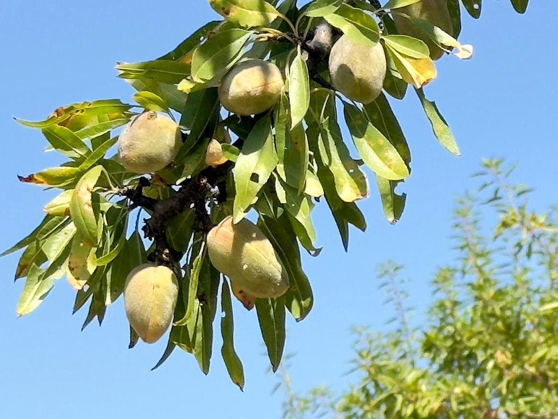 Terreno - Majadas - Foto 4