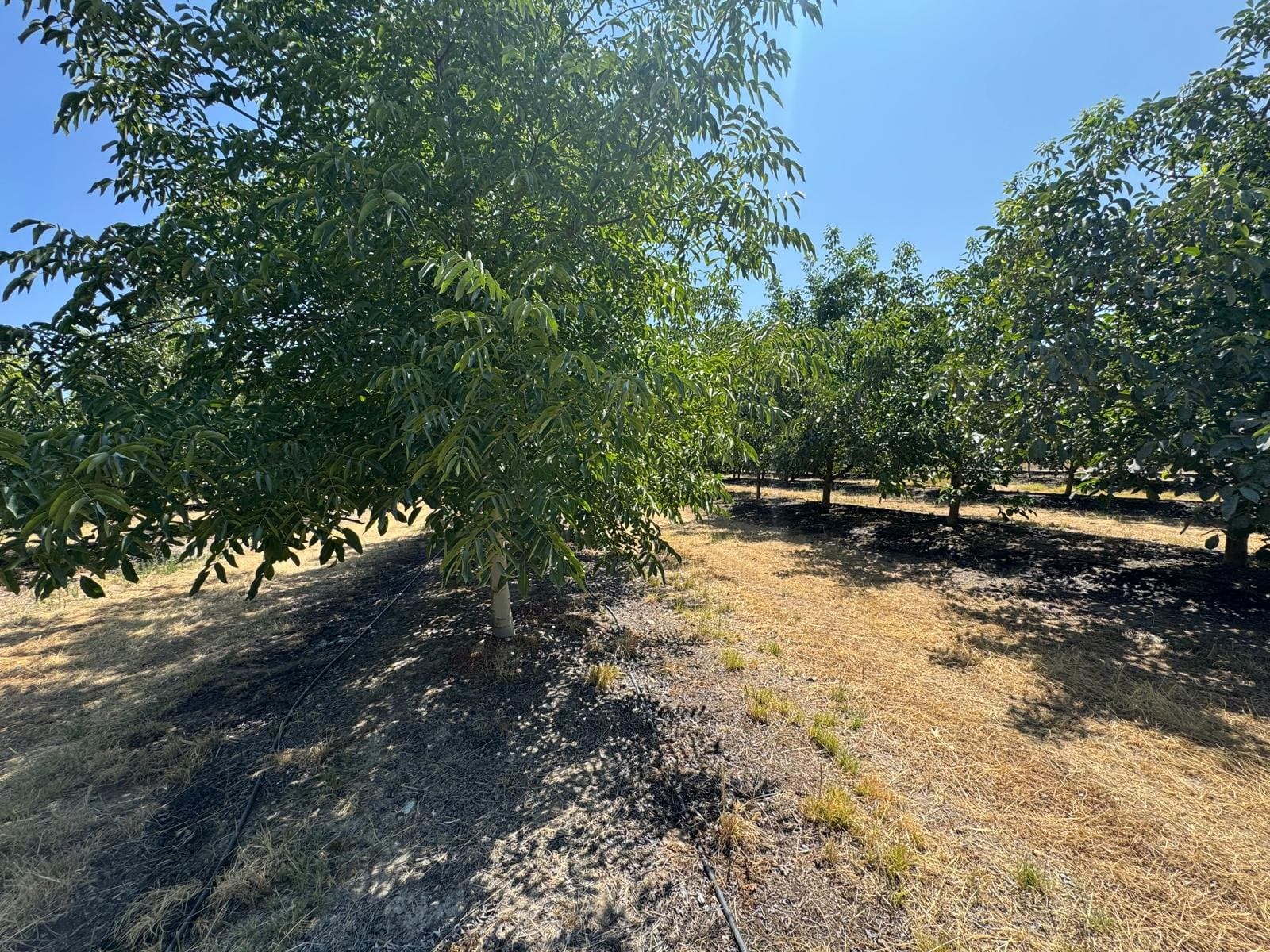 Terreno - Majadas - Foto 5