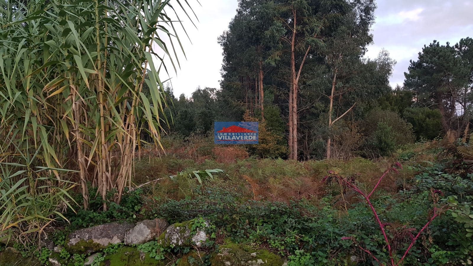 SOLAR EN AMEIXOADA. 3.200 M2 - Foto 1