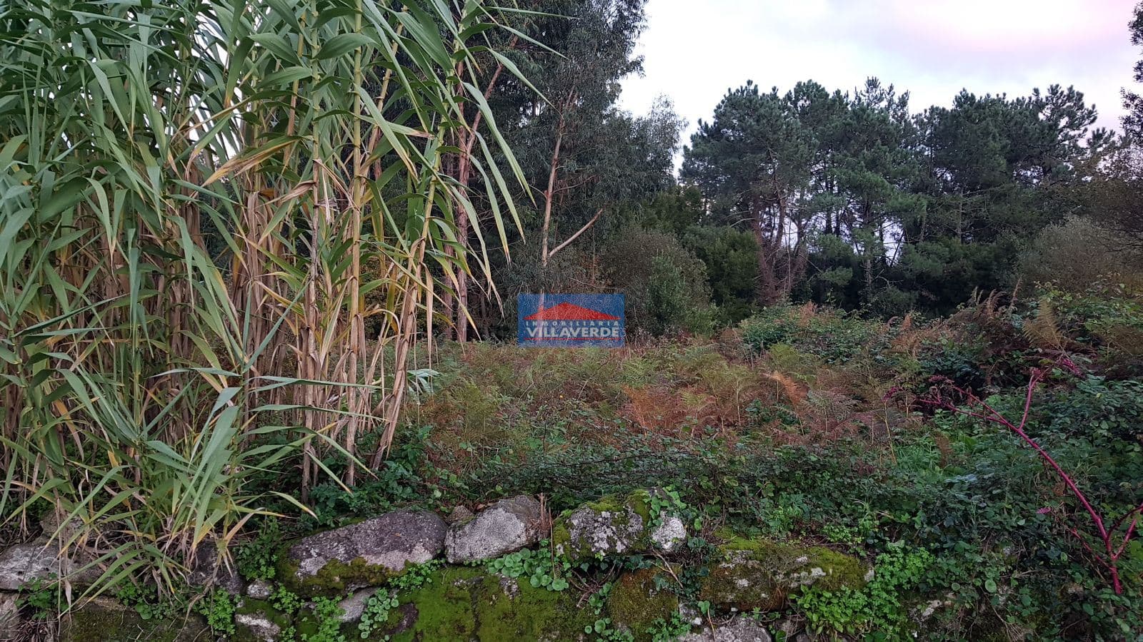 SOLAR EN AMEIXOADA. 3.200 M2 - Foto 4