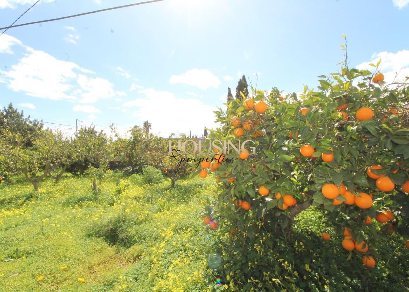 FINCA RUSTICA A REFORMAR EN SANTA MARÍA DEL CAMÍ - Foto 4