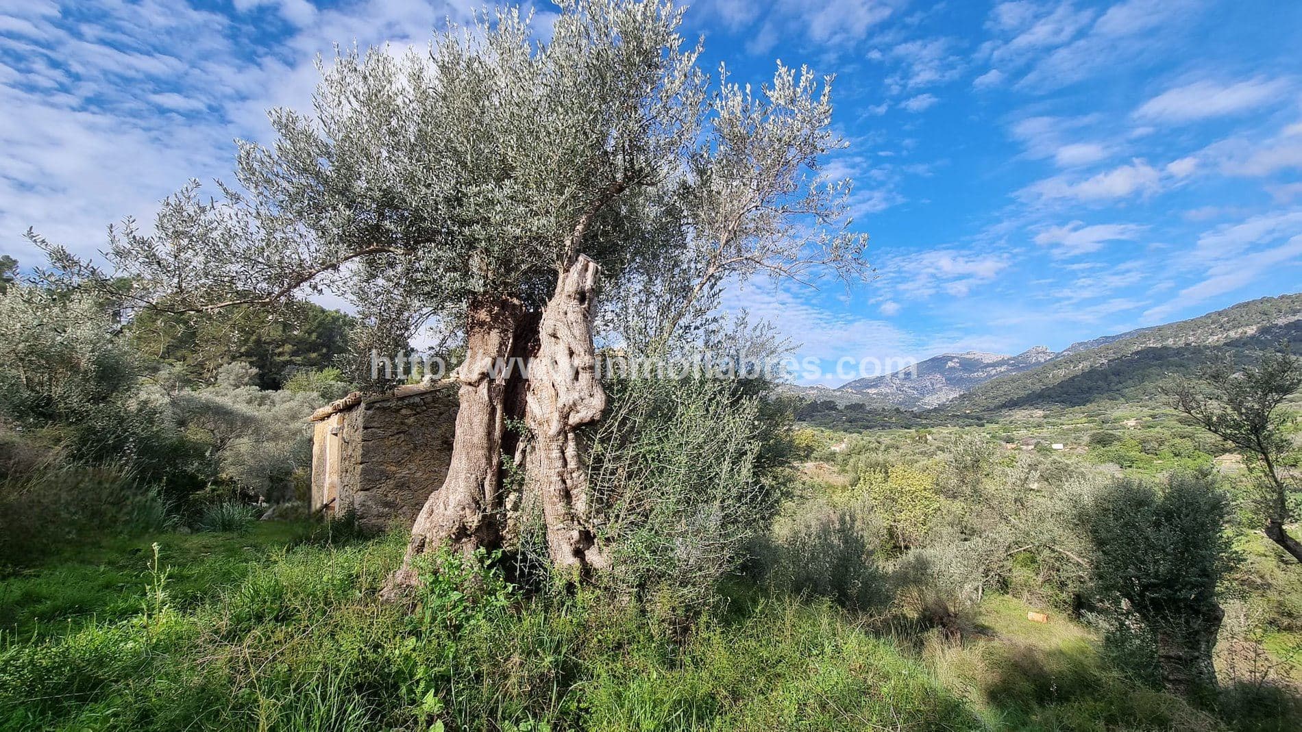 ESPECTACULAR FINCA EN SELVA - Foto 4