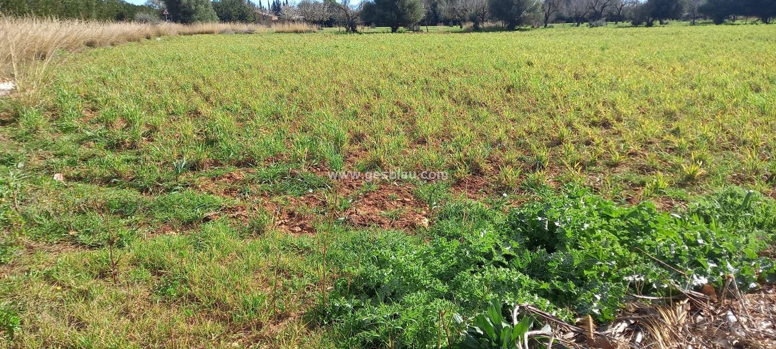 Oportunidad rustica en Campanet - Foto 5