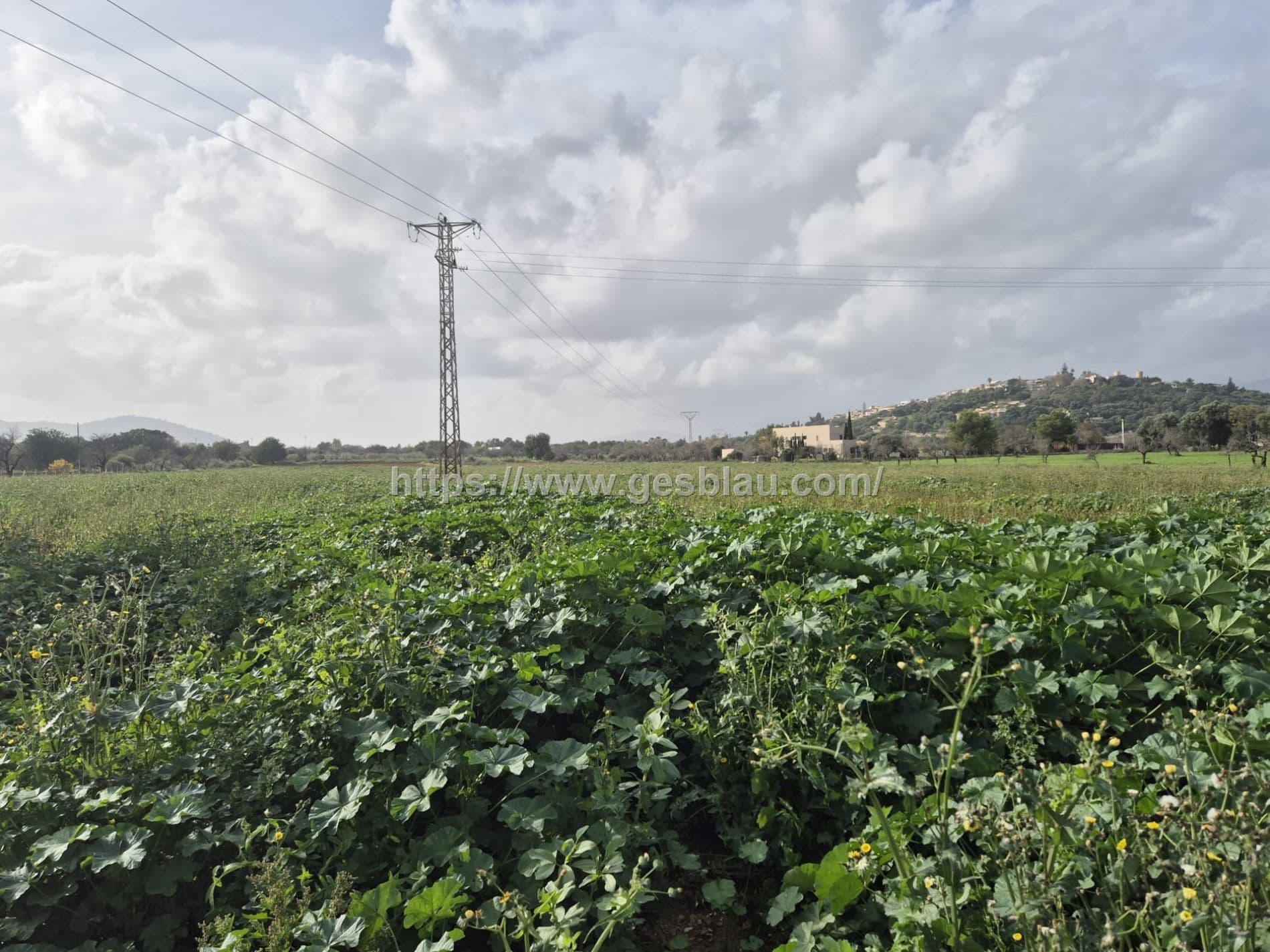 FINCA RÚSTICA EDIFICABLE - Foto 1