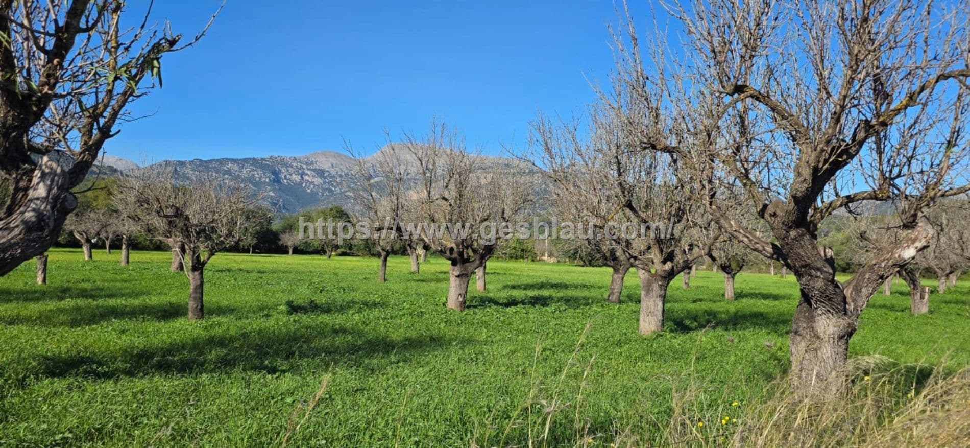 Terreno edificable en SELVA con licencia de obras concedida - Foto 4