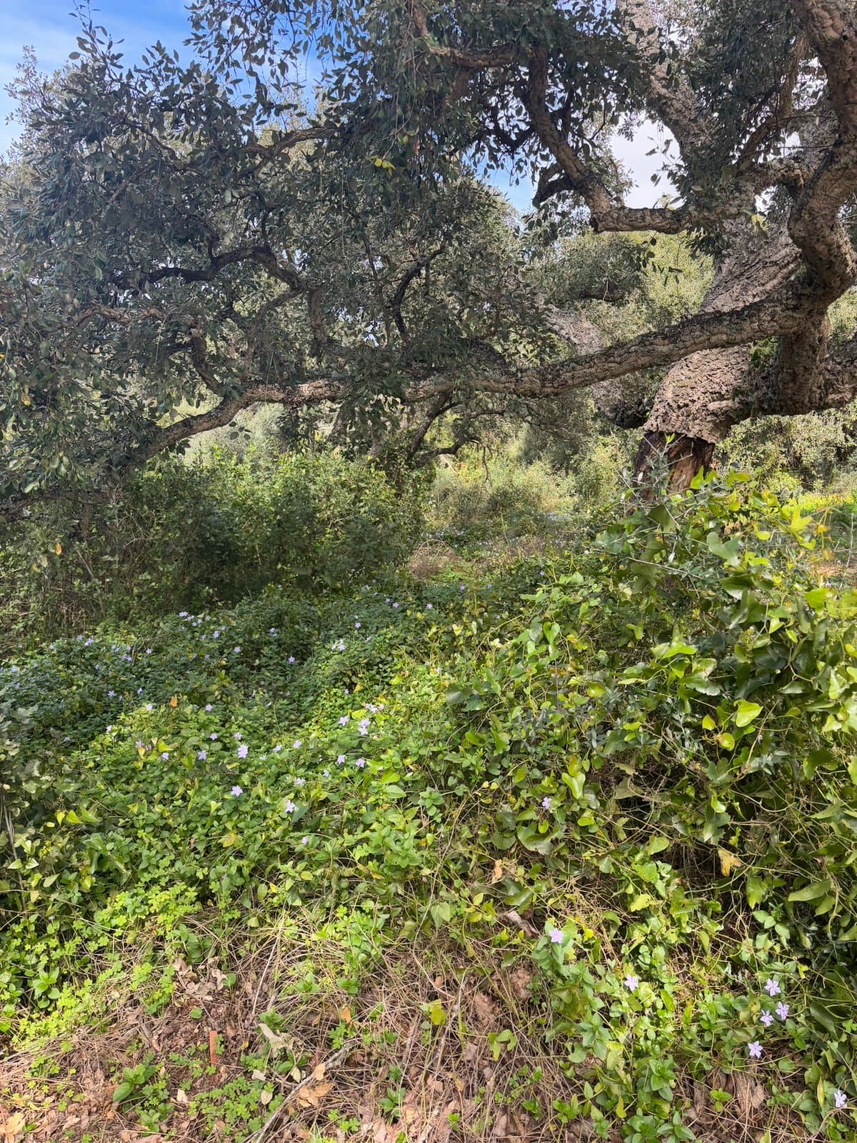 Parcela Exclusiva en Altos de Valderrama junto al Real Club Valderrama – Sotogrande Alto.- - Foto 5