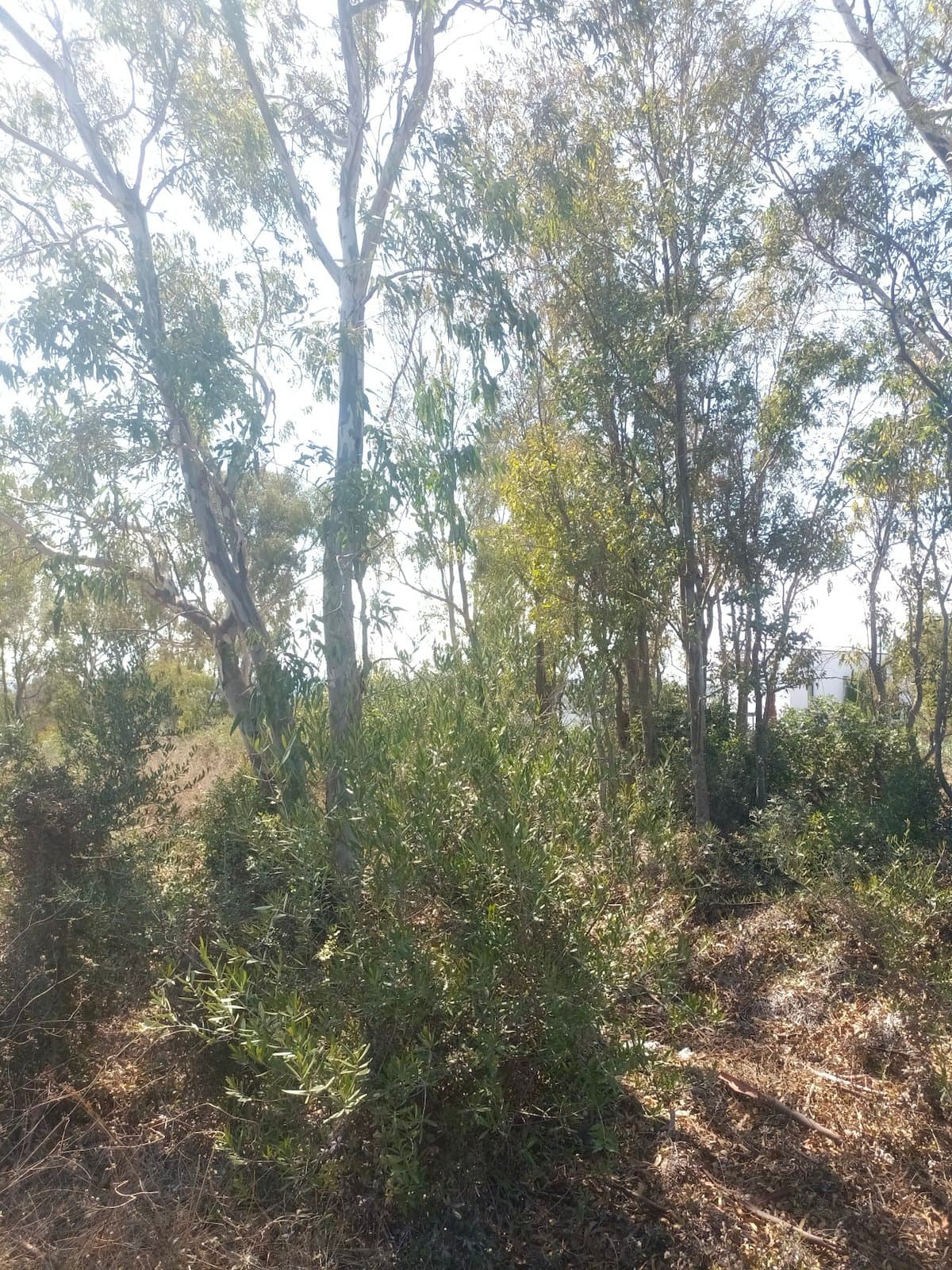 Donde el Golf se Funde con el Mar: Parcela Exclusiva en La Reserva de Sotogrande.- - Foto 3