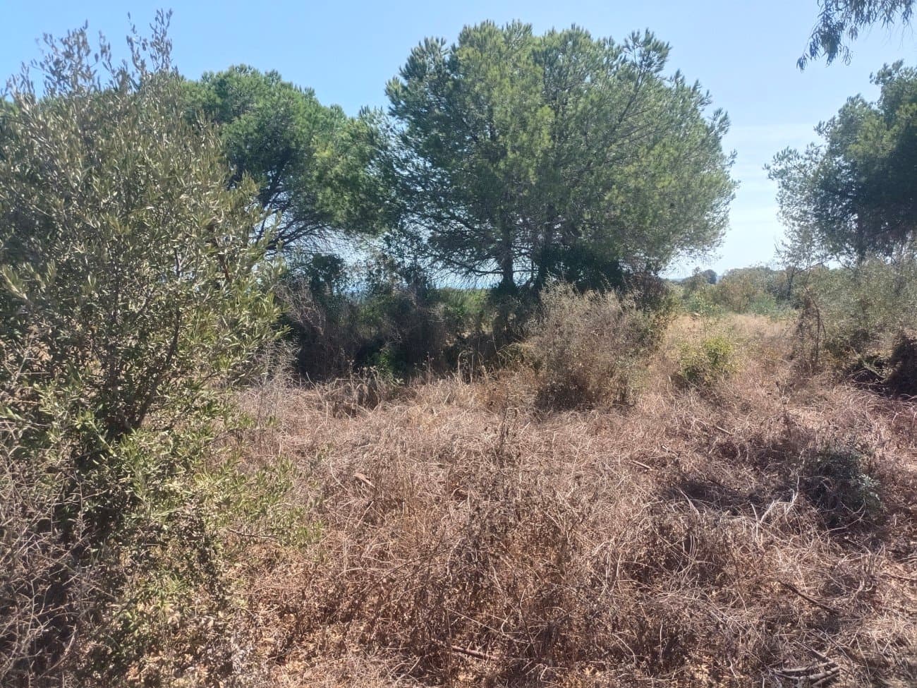 Donde el Golf se Funde con el Mar: Parcela Exclusiva en La Reserva de Sotogrande.- - Foto 4