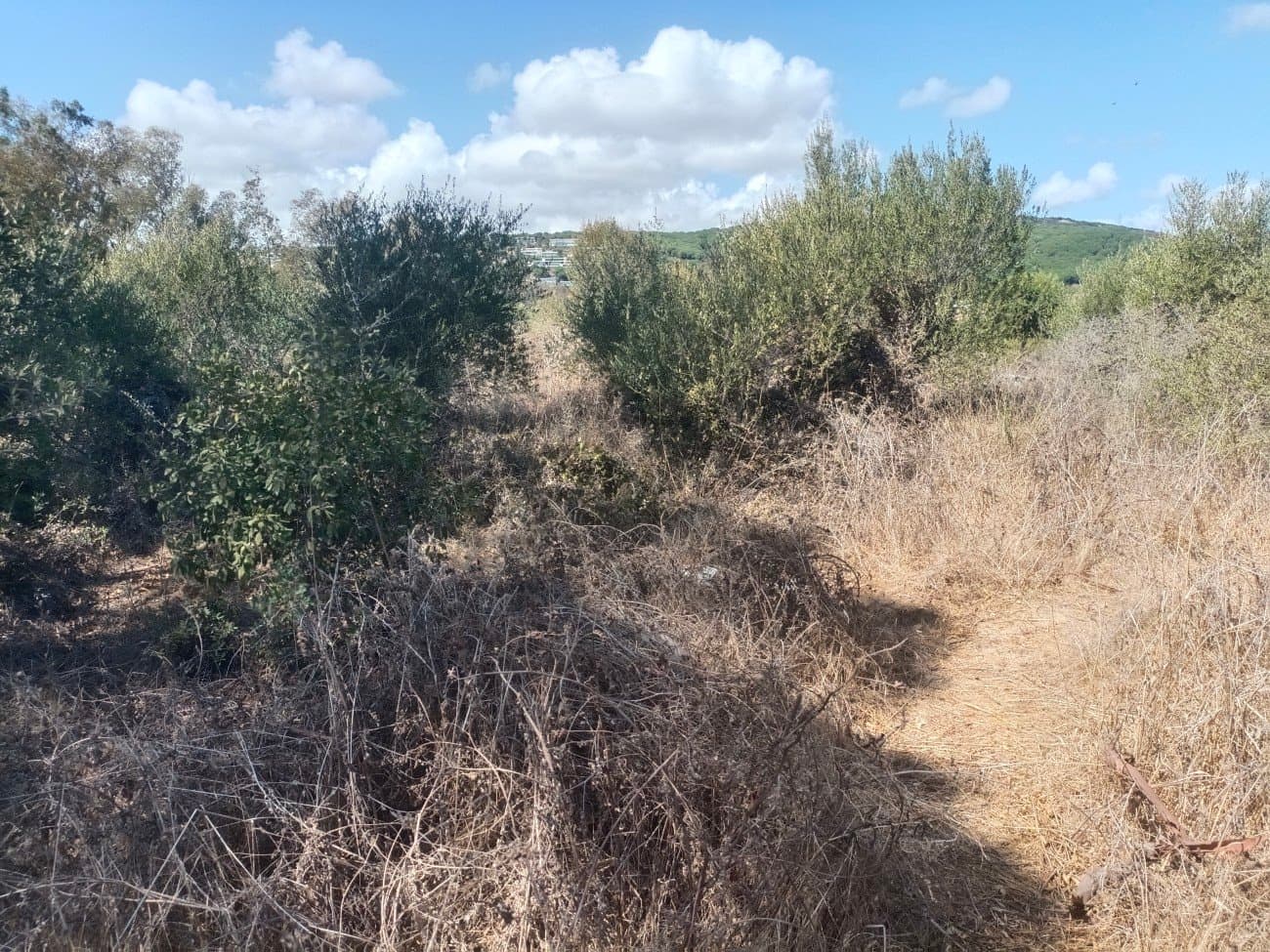 Donde el Golf se Funde con el Mar: Parcela Exclusiva en La Reserva de Sotogrande.- - Foto 2