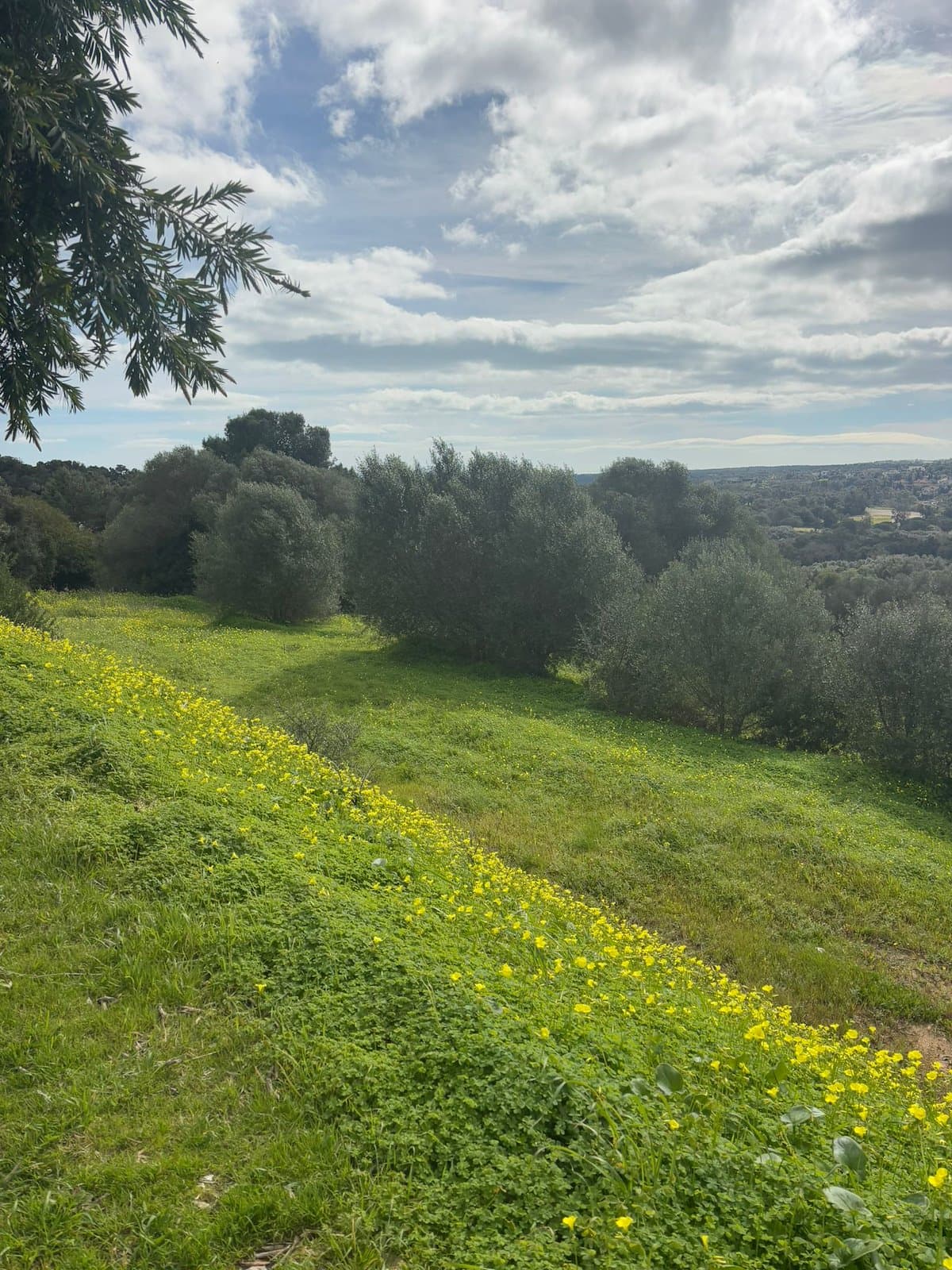 Magnífica parcela con orientación sur en La Reserva de Sotogrande, a escasos minutos del exclusivo La Reserva Club.- - Foto 1