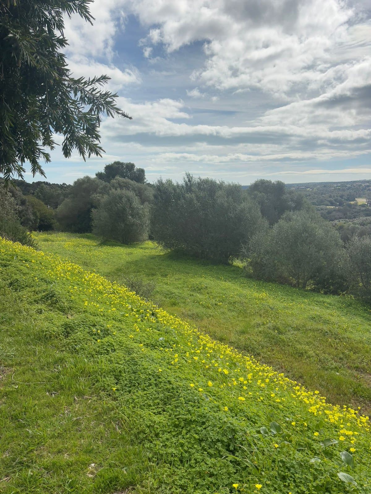Magnífica parcela con orientación sur en La Reserva de Sotogrande, a escasos minutos del exclusivo La Reserva Club.- - Foto 2
