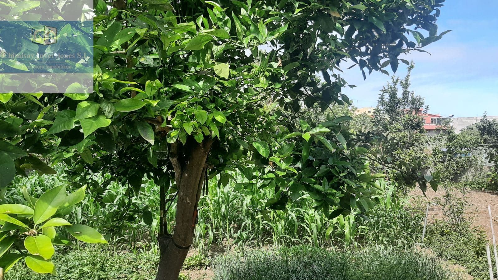 Solar Urbano con parte Rústica en Icod de los Vinos 2500 ms2 - Foto 5