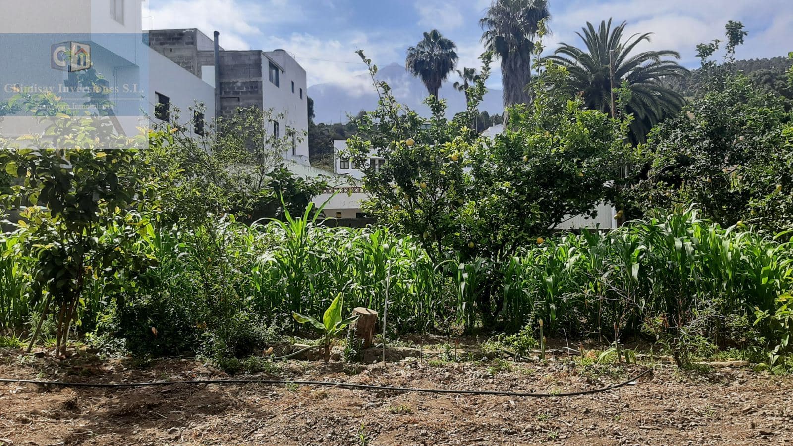 Solar Urbano con parte Rústica en Icod de los Vinos 2500 ms2 - Foto 3