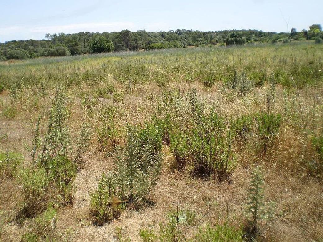 Terreno - Biniali, Sencelles - Foto 2